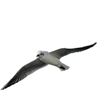 später vogel